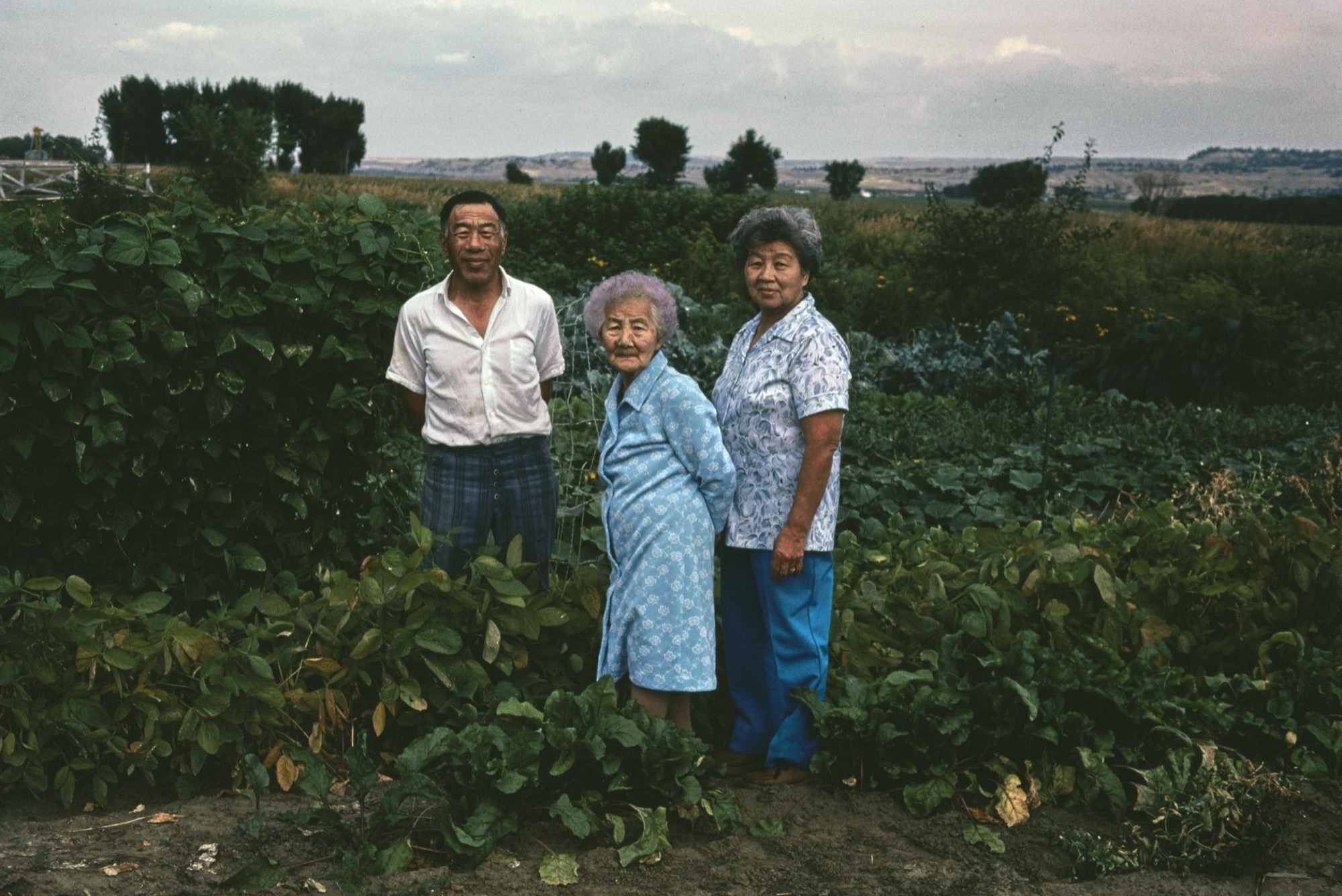 Three Japanese American relatives standing among vegetable rows in a Billings, Montana garden in 1979